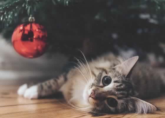 Julkort från Juliet o Kathleen